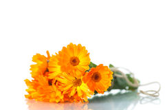 Körömvirág Calendula Officinalis